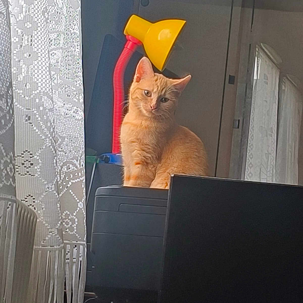 Athéna participe au concours pour gagner de l'argent avec cette photo : animal, black, cat, cozy, curtains, cute, daylight, domestic, furniture, home, indoor, lacy_curtains, lamp, orange_tabby, pet, portrait, printer, sitting, window, yellow