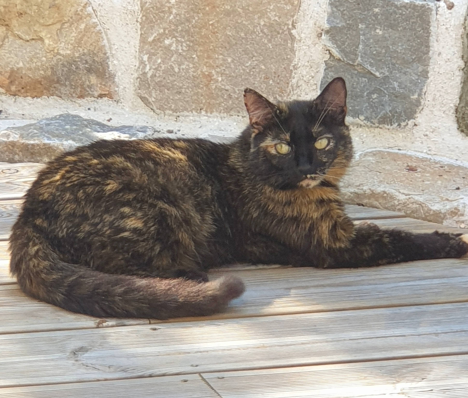 Luciole a rejoint le concours — aidez-le/la à gagner de superbes lots ! carnivore, cat, claw, cobblestone, domestic_short_haired_cat, felidae, flooring, fur, grey, mammal, paw, road_surface, sitting, small_to_medium_sized_cats, snout, tail, terrestrial_animal, tree, whiskers, wood