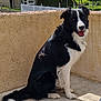 dog, border_collie, black_and_white, sitting, outdoor, sunlight, happy, pet, canine, fur, tail, ears, tongue, smiling, pavement, wall, residential, fence, garden, daylight