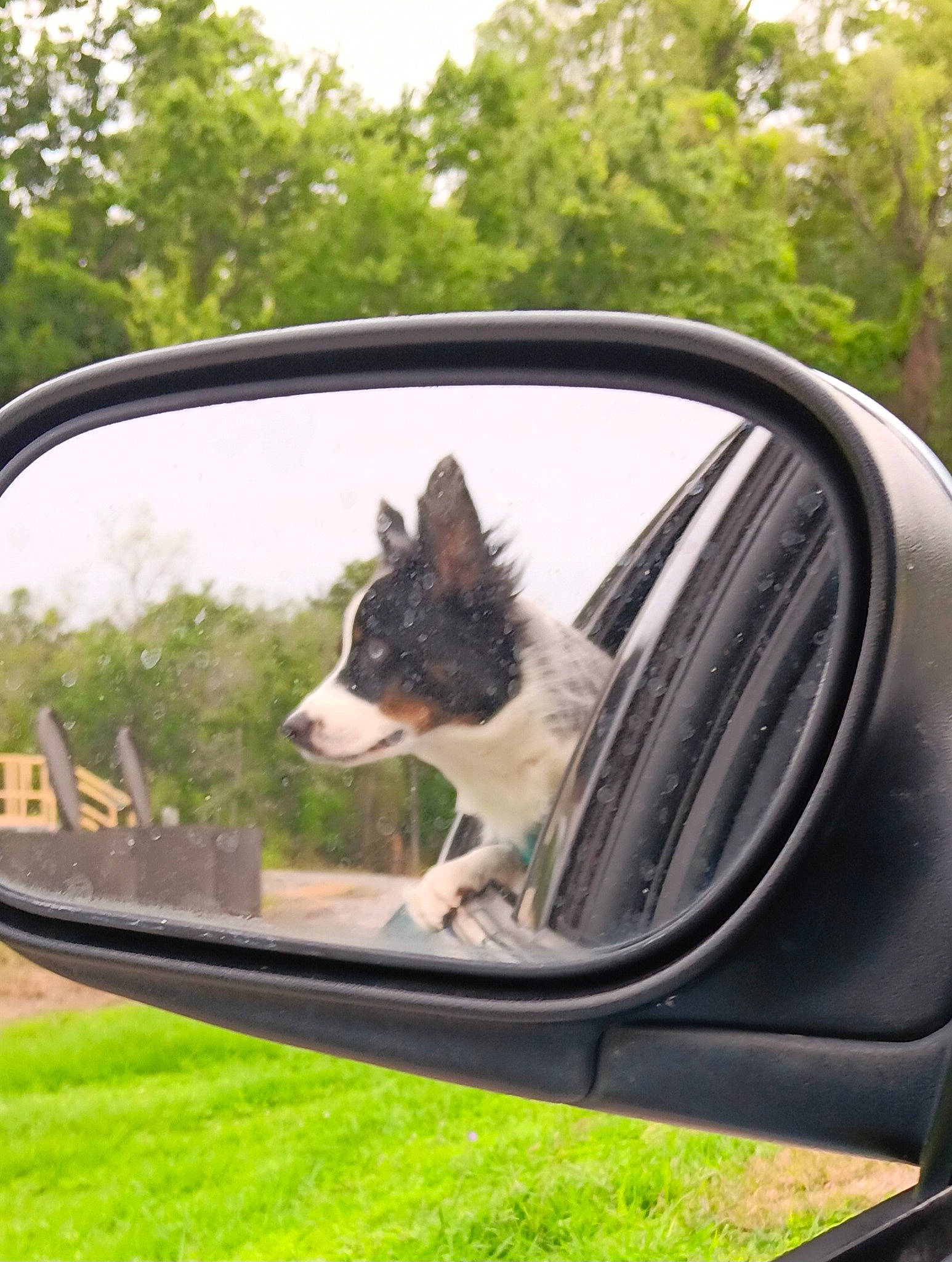 Pumpkin joined the competition — help win amazing prizes! automotive_design, automotive_exterior, automotive_mirror, automotive_side_view_mirror, car, carnivore, companion_dog, dog, dog_breed, hood, mirror, mode_of_transport, motor_vehicle, plant, rear_view_mirror, sky, tree, vehicle, vehicle_door, woody_plant