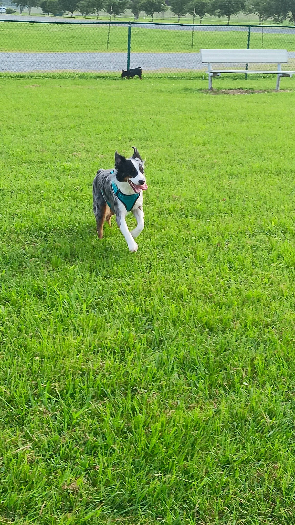 Pumpkin is registered to the contest to win money with this photo: agriculture, carnivore, companion_dog, dog, dog_breed, electric_blue, fence, field, grass, grassland, green, groundcover, lawn, meadow, pasture, people_in_nature, plant, recreation, sporting_group, working_animal