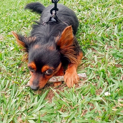 Chewy joined the competition — help win amazing prizes! canidae, carnivore, companion_dog, dog, dog_breed, fawn, fur, grass, groundcover, liver, puppy, snout, sporting_group, terrestrial_animal, toy_dog, working_dog