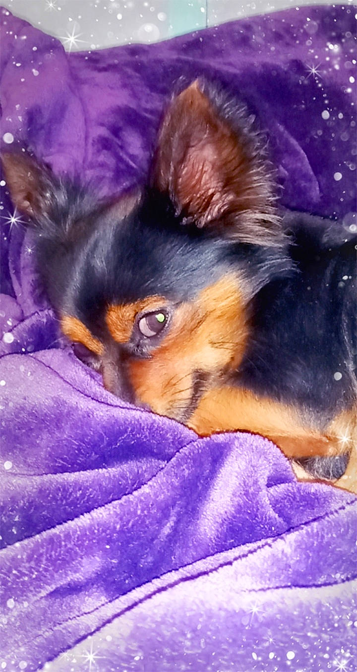 Chewy is registered to the contest to win money with this photo: canidae, carnivore, comfort, companion_dog, dog, dog_breed, electric_blue, fawn, fur, guard_dog, nap, paw, prazsky_krysarik, purple, sleep, snout, sporting_group, toy_dog, whiskers, working_dog