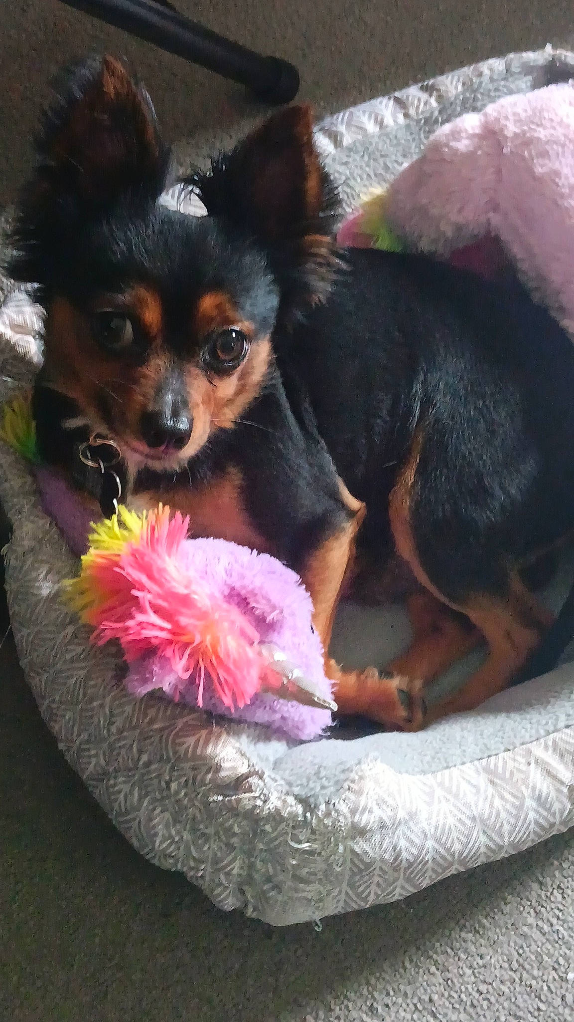 Chewy is registered to the contest to win money with this photo: canidae, carnivore, companion_dog, dog, dog_breed, ear, fawn, fur, guard_dog, nail, paw, russkiy_toy, snout, sporting_group, terrestrial_animal, toy_dog, whiskers, working_animal, working_dog