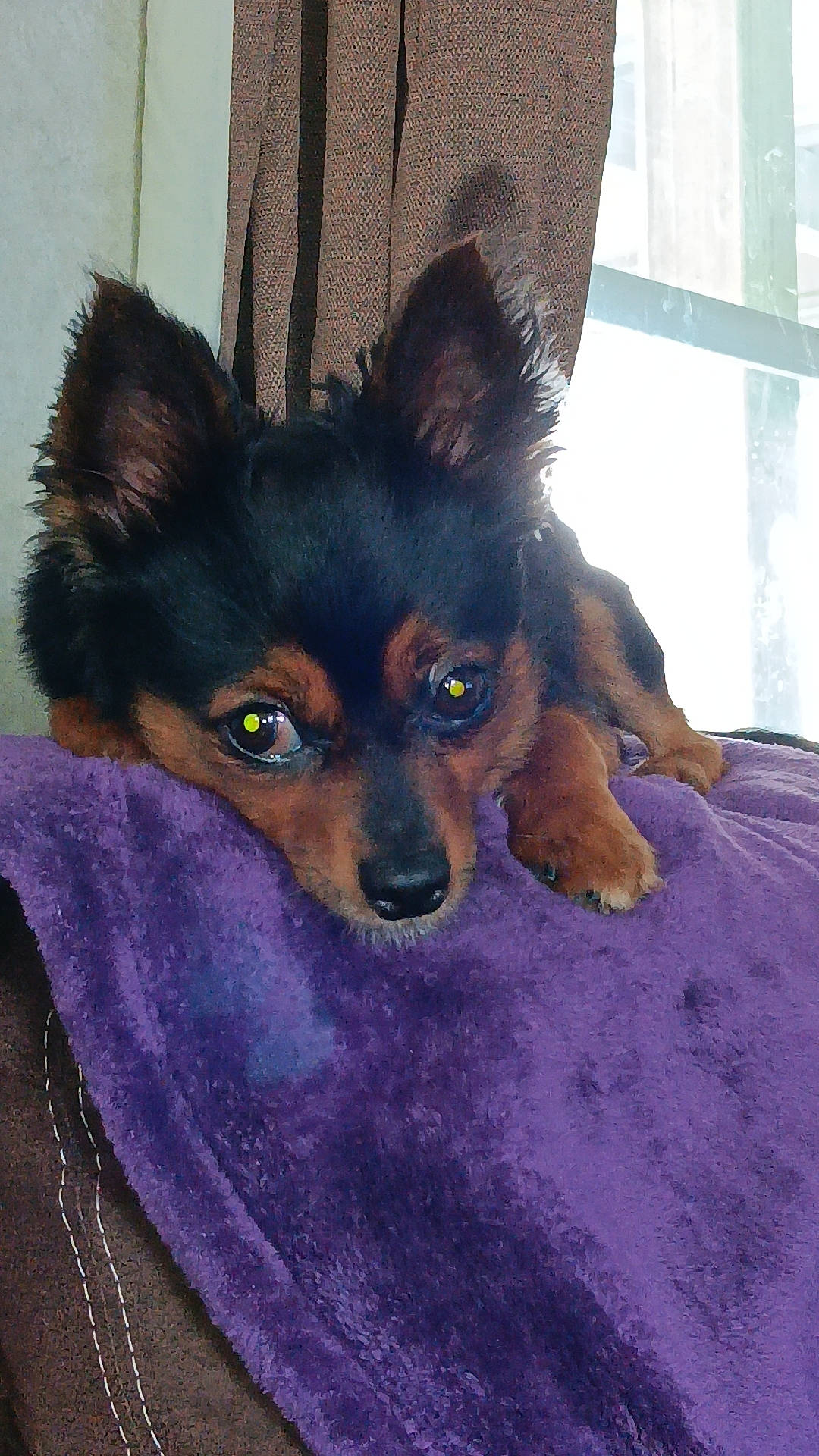 Chewy is registered to the contest to win money with this photo: canidae, carnivore, companion_dog, corgi_chihuahua, dog, dog_breed, dog_supply, ear, fawn, fur, head, purple, russkiy_toy, snout, sporting_group, toy_dog, whiskers, window, working_animal, working_dog