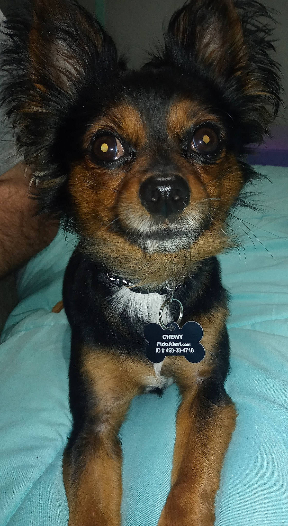 Chewy is registered to the contest to win money with this photo: canidae, carnivore, companion_dog, dog, dog_breed, dog_supply, fawn, fur, liver, puppy, snout, sporting_group, terrestrial_animal, toy_dog, whiskers, working_animal, working_dog