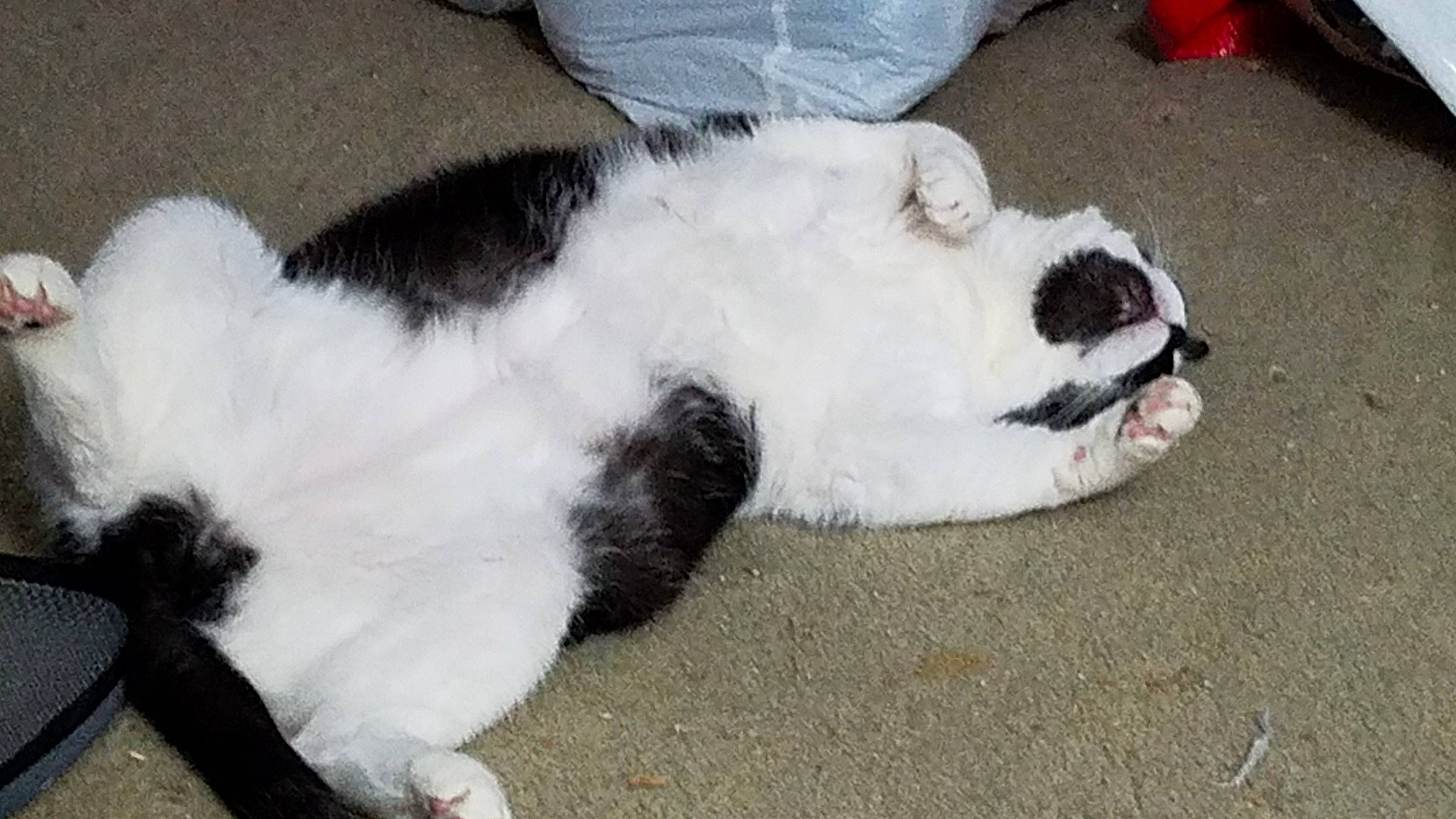 Winnie Pooh is registered to the contest to win money with this photo: carmine, carnivore, cat, claw, comfort, companion_dog, dog_breed, felidae, flooring, foot, fur, paw, small_to_medium_sized_cats, snout, sporting_group, tail, terrestrial_animal, whiskers