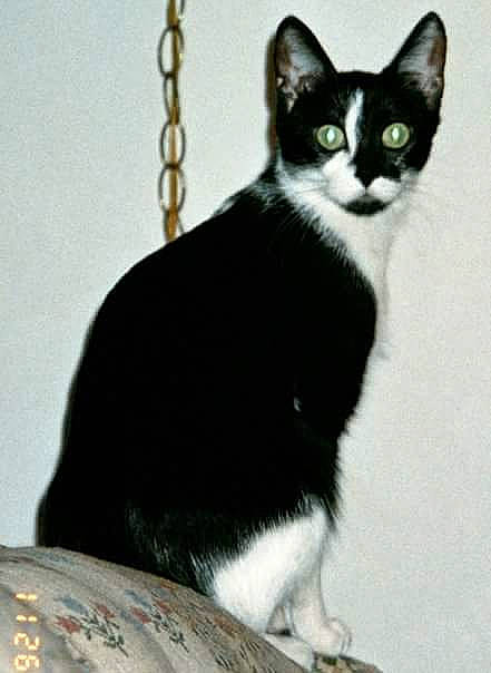 Winnie Pooh joined the competition — help win amazing prizes! art, black_cat, carnivore, cat, claw, domestic_short_haired_cat, drawing, felidae, formal_wear, fur, paw, small_to_medium_sized_cats, snout, tail, terrestrial_animal, whiskers