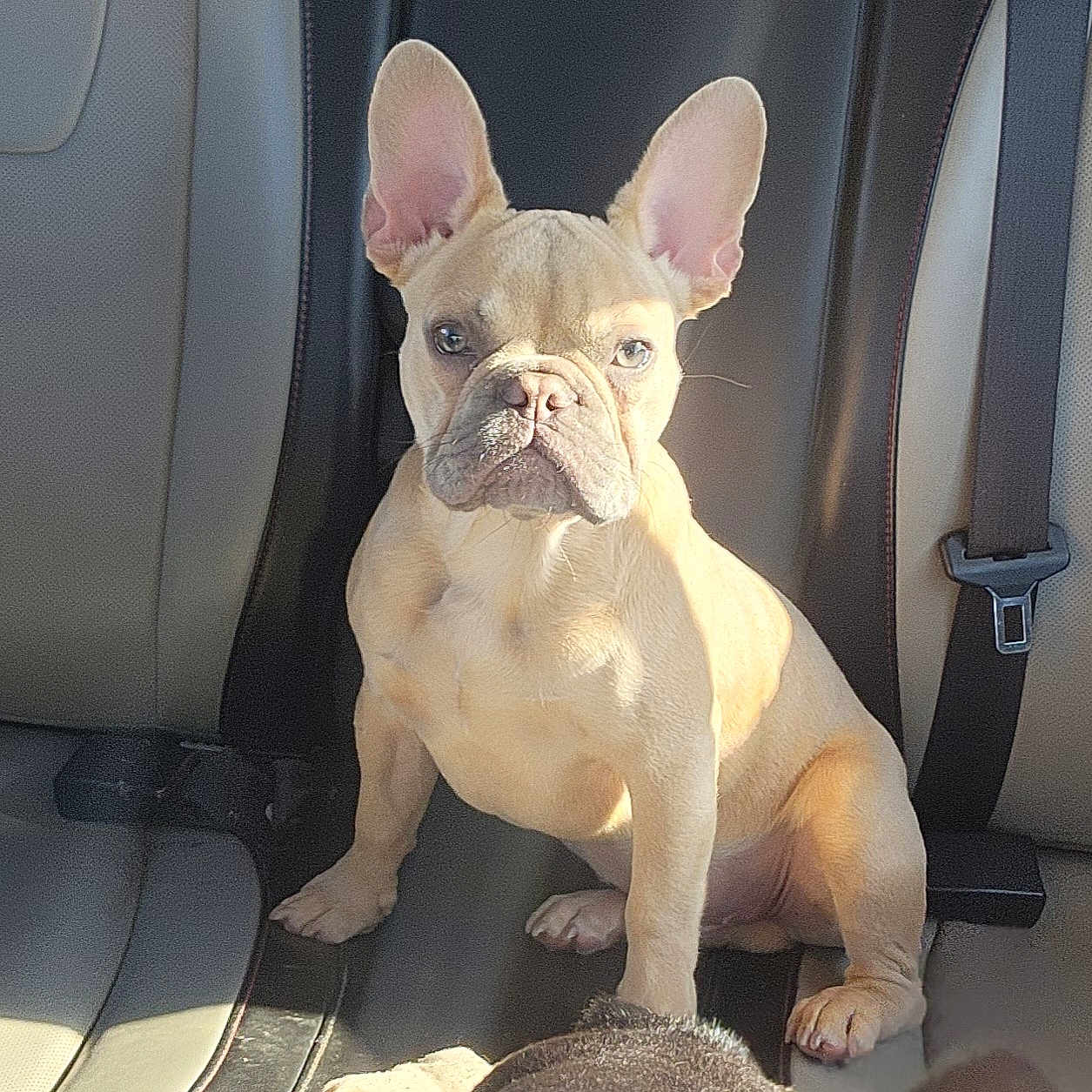 Scooby D Stinky Pawz