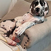Goose is registered to the contest to win money with this photo: dog, great_dane, couch, indoor, pet, relaxed, large_paws, black_and_white, canine, domestic_animal, furniture, blanket, resting, companion, animal, mammal, living_room, cute, portrait, laying_down