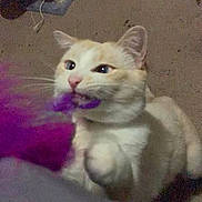 Buddy is registered to the contest to win money with this photo: cat, toy, purple_toy, playful, curious, indoor, pet, whiskers, fur, animal, closeup, floor, cable, light_brown, white_fur, paw, mouth, eyes, kitten, pet_toy