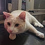 Buddy is registered to the contest to win money with this photo: cat, cream_colored, indoor, lounging, curious_eyes, whiskers, fur, relaxed, table, air_conditioner, wall, decor, close_up, pet, animal, domestic, feline, resting, black_surface, ears
