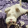 Buddy joined the competition — help win amazing prizes! cat, upside_down, bed, purple_bedspread, fluffy, relaxed, whiskers, paws, pet, animal, indoor, cute, sleepy, feline, soft, fur, pink_nose, teeth, comfort, domestic