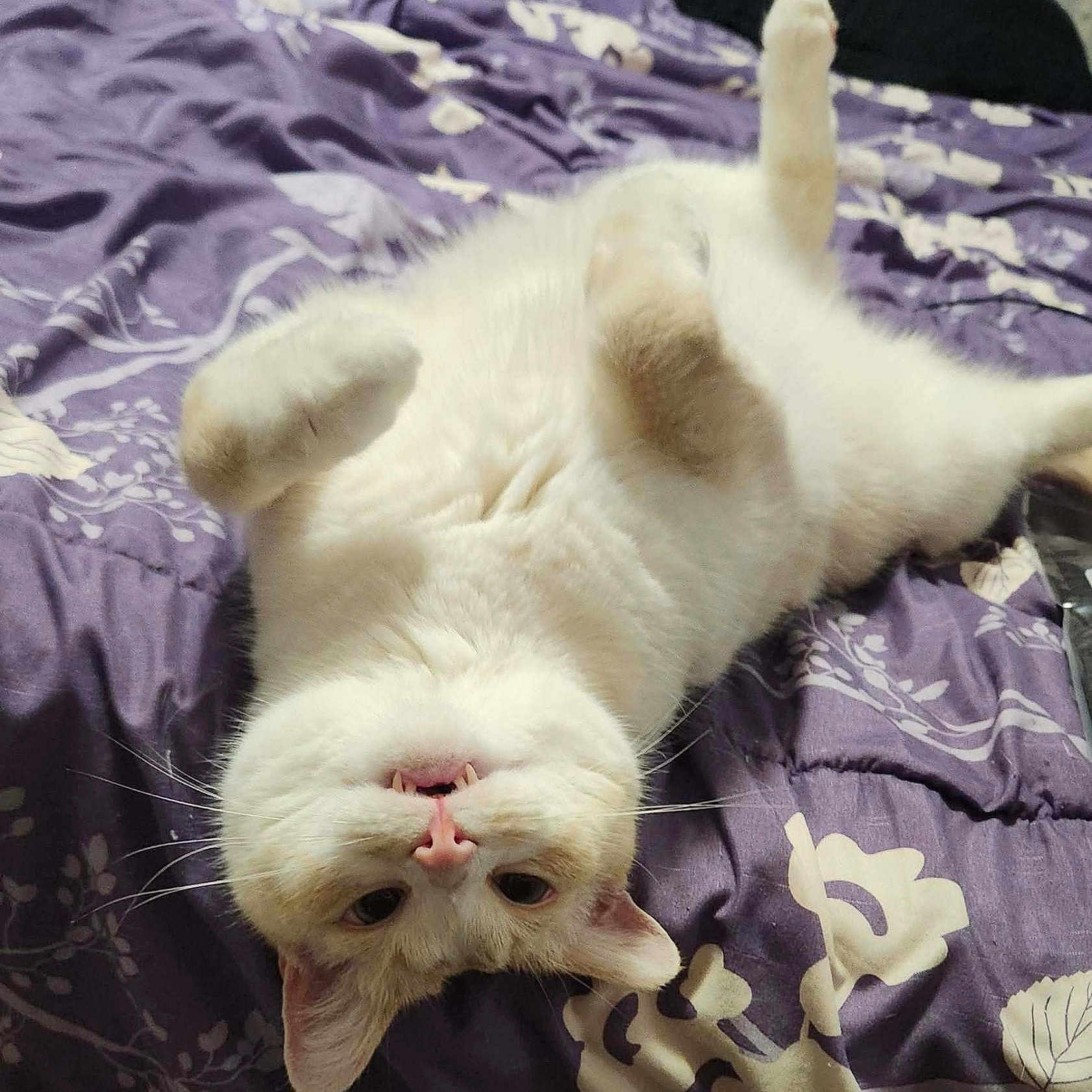 Buddy joined the competition — help win amazing prizes! animal, bed, cat, comfort, cute, domestic, feline, fluffy, fur, indoor, paws, pet, pink_nose, purple_bedspread, relaxed, sleepy, soft, teeth, upside_down, whiskers