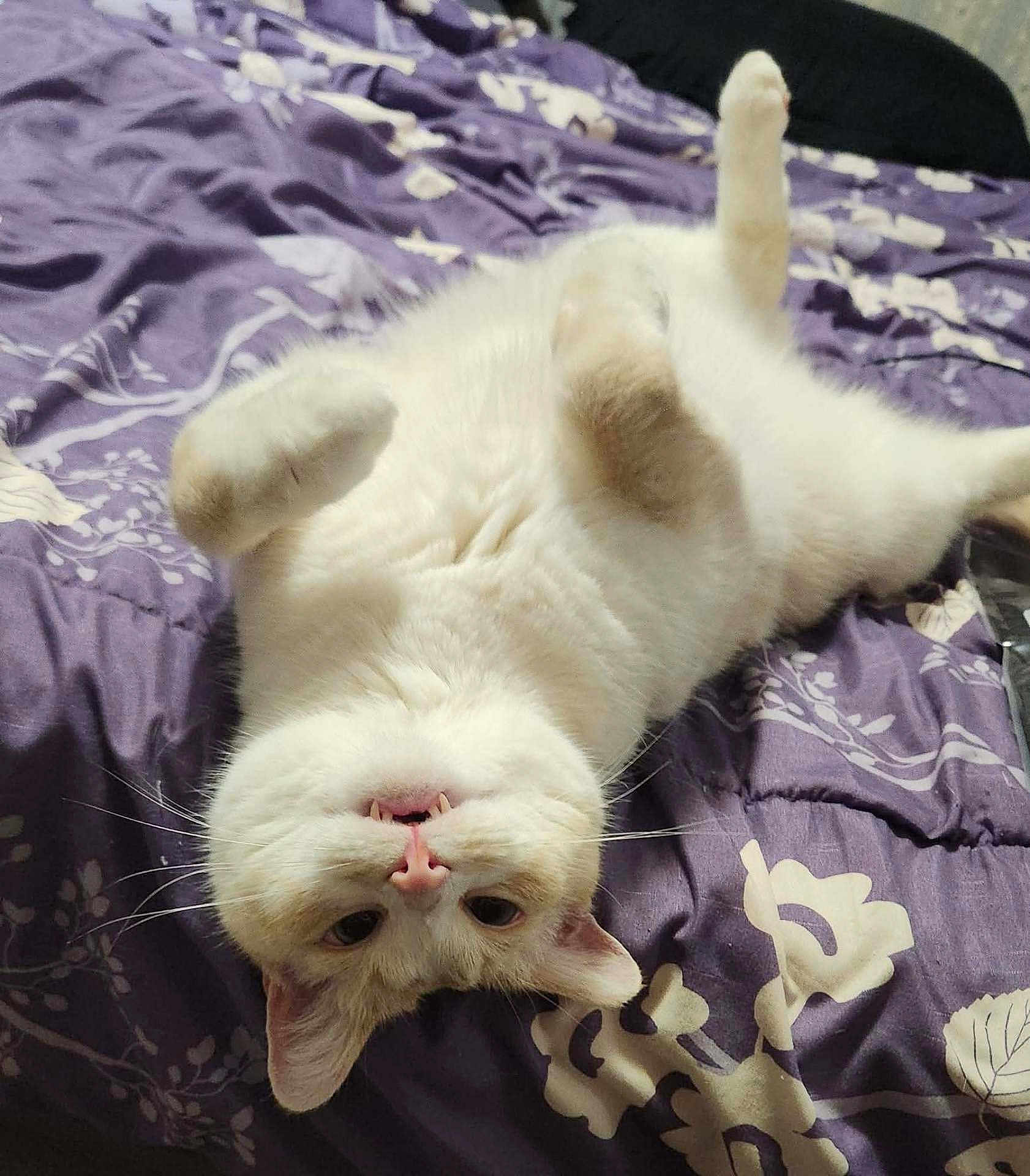 Buddy