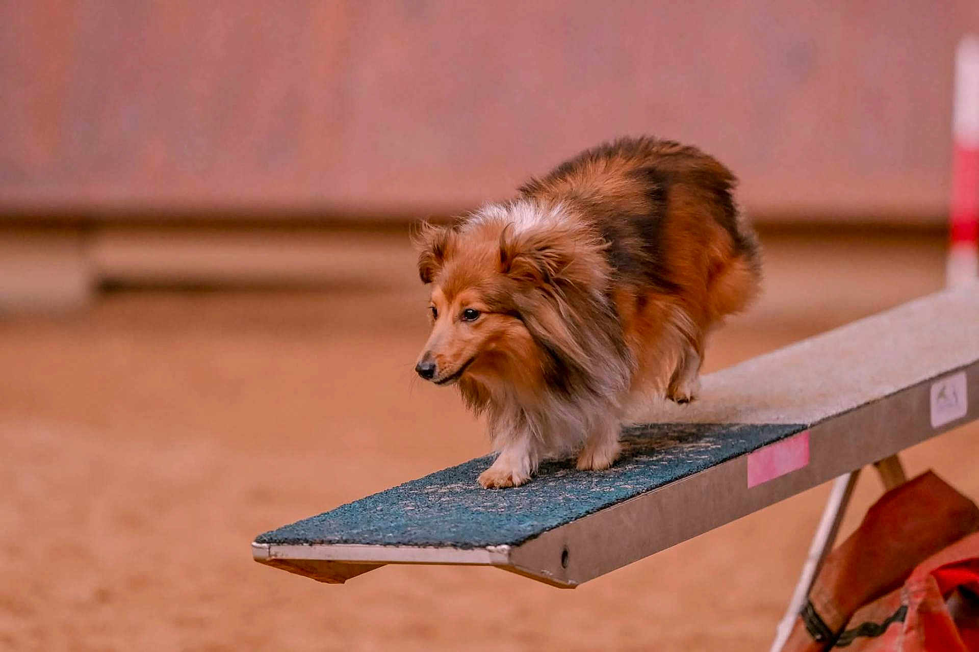 Stitch participe au concours pour gagner de l'argent avec cette photo : agility, animal, balance_beam, brown, canine, competition, dog, focused, fur, indoor, long_hair, obstacle, paws, pet, platform, shetland_sheepdog, sport, teeter_totter, training, walking