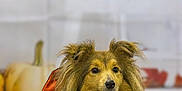 Stitch participe au concours pour gagner de l'argent avec cette photo : autumn, black_cloth, costume, cute, dog, ears, eyes, face, festive, fur, halloween, long_hair, nose, orange, pet, portrait, pumpkin, shetland_sheepdog, sitting, studio_backdrop