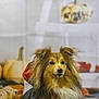 autumn, black_cloth, costume, cute, dog, ears, eyes, face, festive, fur, halloween, long_hair, nose, orange, pet, portrait, pumpkin, shetland_sheepdog, sitting, studio_backdrop