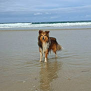 Stitch a rejoint le concours — aidez-le/la à gagner de superbes lots ! animal, beach, cloudy_sky, dog, horizon, ocean, outdoor, paws, pet, portrait, reflection, sand, sea, shallow_water, sheltie, shoreline, standing, water, waves, wet_fur