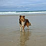 animal, beach, cloudy_sky, dog, horizon, ocean, outdoor, paws, pet, portrait, reflection, sand, sea, shallow_water, sheltie, shoreline, standing, water, waves, wet_fur
