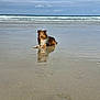 Stitch a rejoint le concours — aidez-le/la à gagner de superbes lots ! beach, calm, cloudy_sky, coast, dog, fur, lying_down, ocean, outdoor, pet, portrait, reflection, sand, seascape, sheltie, sky, vacation, water, waves, wet_sand
