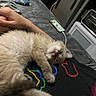 cat, fluffy, cream_colored, longhair, pet, animal, upside_down, lying_down, relaxed, sleepy, face, whiskers, paws, fur, lap, person, hand, phone, charging_cable, kitchen