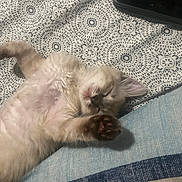 Hennessy is registered to the contest to win money with this photo: cat, kitten, fluffy, sleeping, grooming, paw, toe_beans, long_hair, cream_colored, blue_eyes, indoors, bed, blanket, cushion, cozy, relaxed, pet, close_up, patterned_fabric, smartphone
