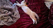 Hennessy is registered to the contest to win money with this photo: cat, kitten, sleeping, stretching, bed, bedroom, blanket, bedsheet, pillow, burgundy, cream_colored, indoors, cozy, relaxed, lying_down, feline, pet, home, furniture, zebra_pattern