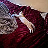cat, kitten, sleeping, stretching, bed, bedroom, blanket, bedsheet, pillow, burgundy, cream_colored, indoors, cozy, relaxed, lying_down, feline, pet, home, furniture, zebra_pattern