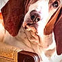 basset_hound, dog, pet, animal, ears, face, portrait, chair, furniture, indoors, cozy, resting, closeup, brown, white, fur, expression, looking, nose, soft_light