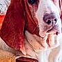 basset_hound, dog, pet, animal, ears, chair, furniture, indoors, closeup, brown, white, portrait, canine, relaxed, snout, long_ears, comfortable, domestic, resting, household