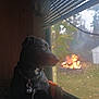 animal, autumn, backyard, black_dog, calm, collar, daylight, dog, domestic_animal, fire, fire_pit, indoor, leaves, looking_out, nature, outdoor, pet, reflection, shed, window