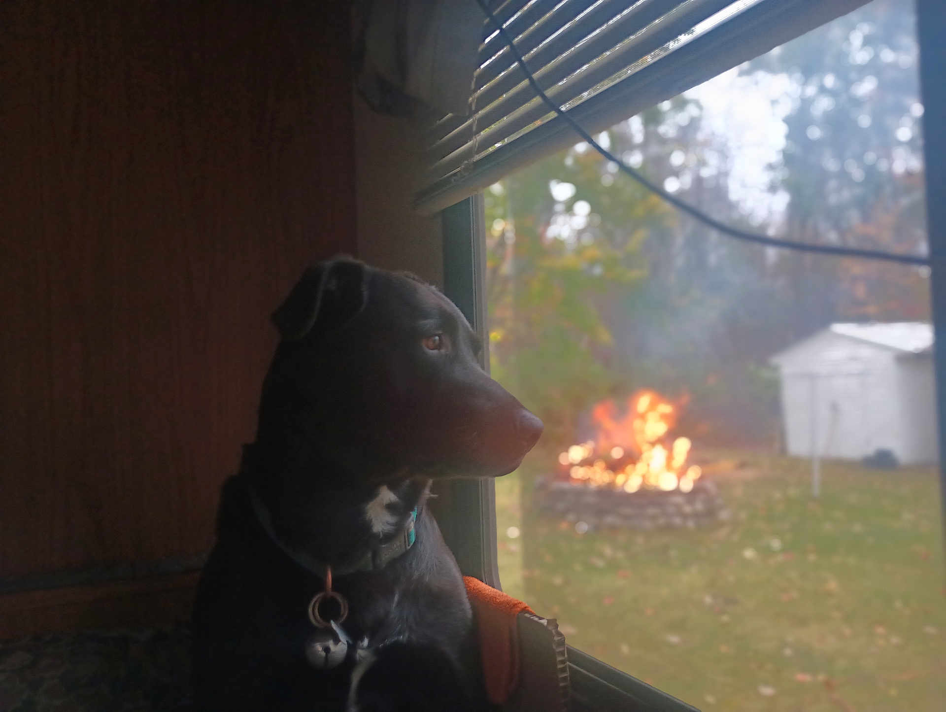 Gunner joined the competition — help win amazing prizes! animal, autumn, backyard, black_dog, calm, collar, daylight, dog, domestic_animal, fire, fire_pit, indoor, leaves, looking_out, nature, outdoor, pet, reflection, shed, window