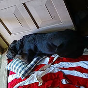 Gunner is registered to the contest to win money with this photo: dog, black_dog, pillow, american_flag, door, wooden_floor, indoor, resting, lying_down, pet, canine, comfort, home, cozy, sleeping_area, fabric, plaid, red, white, blue
