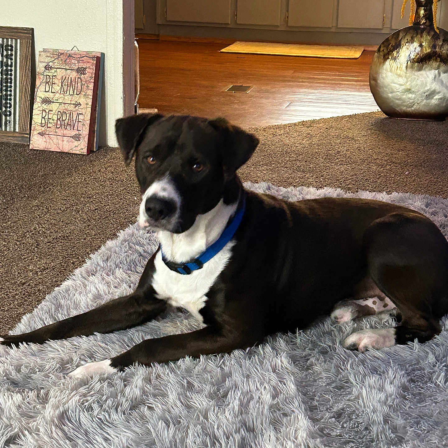 Rocky is registered to the contest to win money with this photo: animal, ball, bulldog, canine, dog, door, hardwood, homedecor, hound, indoors, interiordesign, jar, labradorretriever, pet, pointer, pottery, puppy, sphere, vase, wood