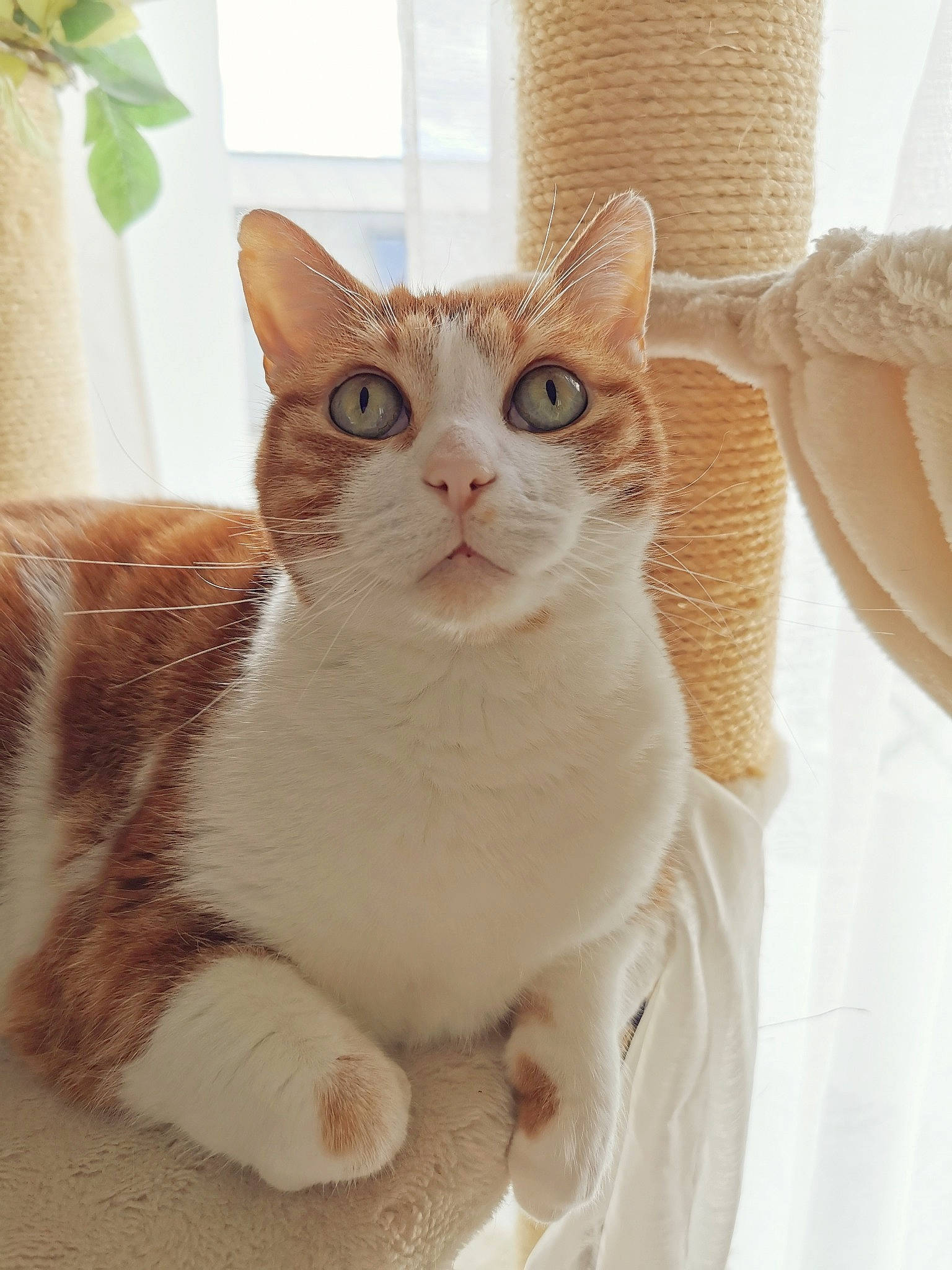 Clark a rejoint le concours — aidez-le/la à gagner de superbes lots ! carnivore, cat, comfort, domestic_short_haired_cat, fawn, felidae, flowerpot, fur, houseplant, paw, peach, pet_supply, plant, small_to_medium_sized_cats, tail, whiskers, window, wood