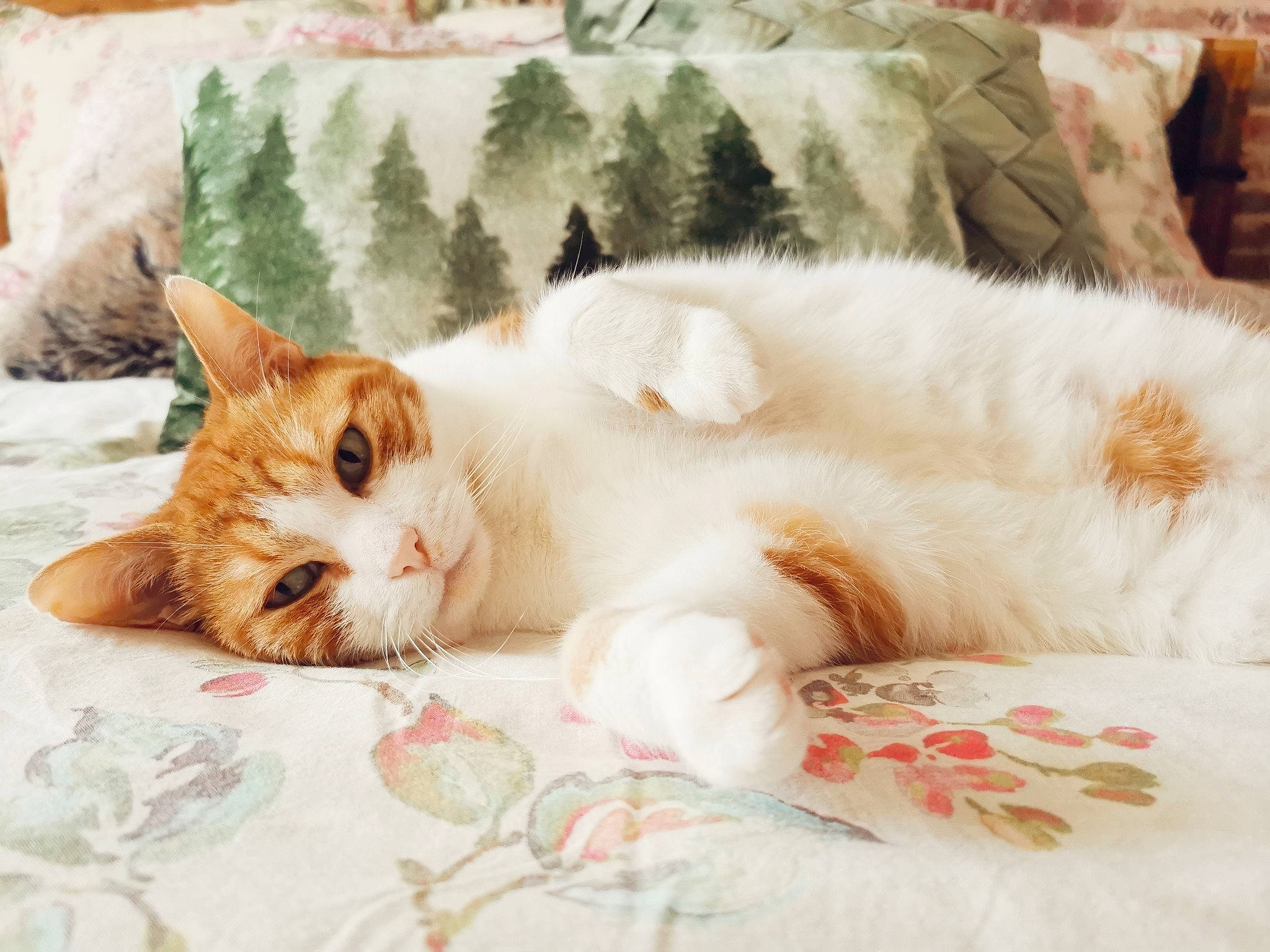 Clark participe au concours pour gagner de l'argent avec cette photo : carnivore, cat, claw, comfort, domestic_short_haired_cat, fawn, felidae, foot, fur, linens, nap, paw, sitting, small_to_medium_sized_cats, snout, tail, tree, whiskers, wood
