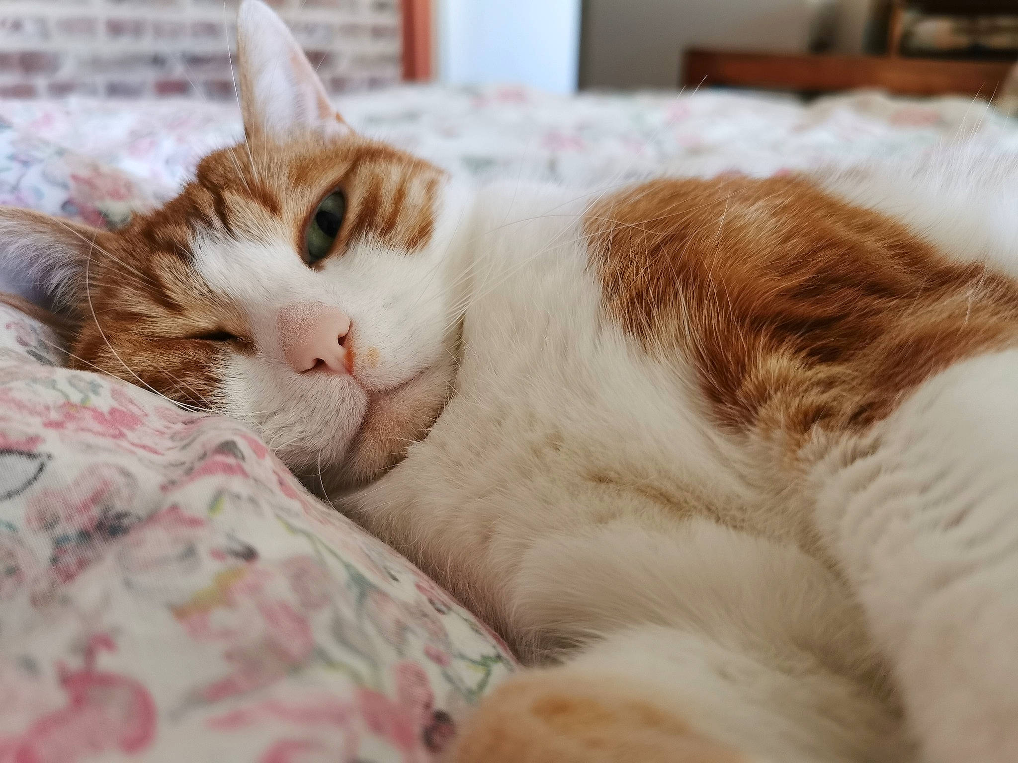 Clark a rejoint le concours — aidez-le/la à gagner de superbes lots ! carnivore, cat, claw, comfort, domestic_short_haired_cat, fawn, felidae, fur, nap, paw, sleep, small_to_medium_sized_cats, snout, tail, whiskers