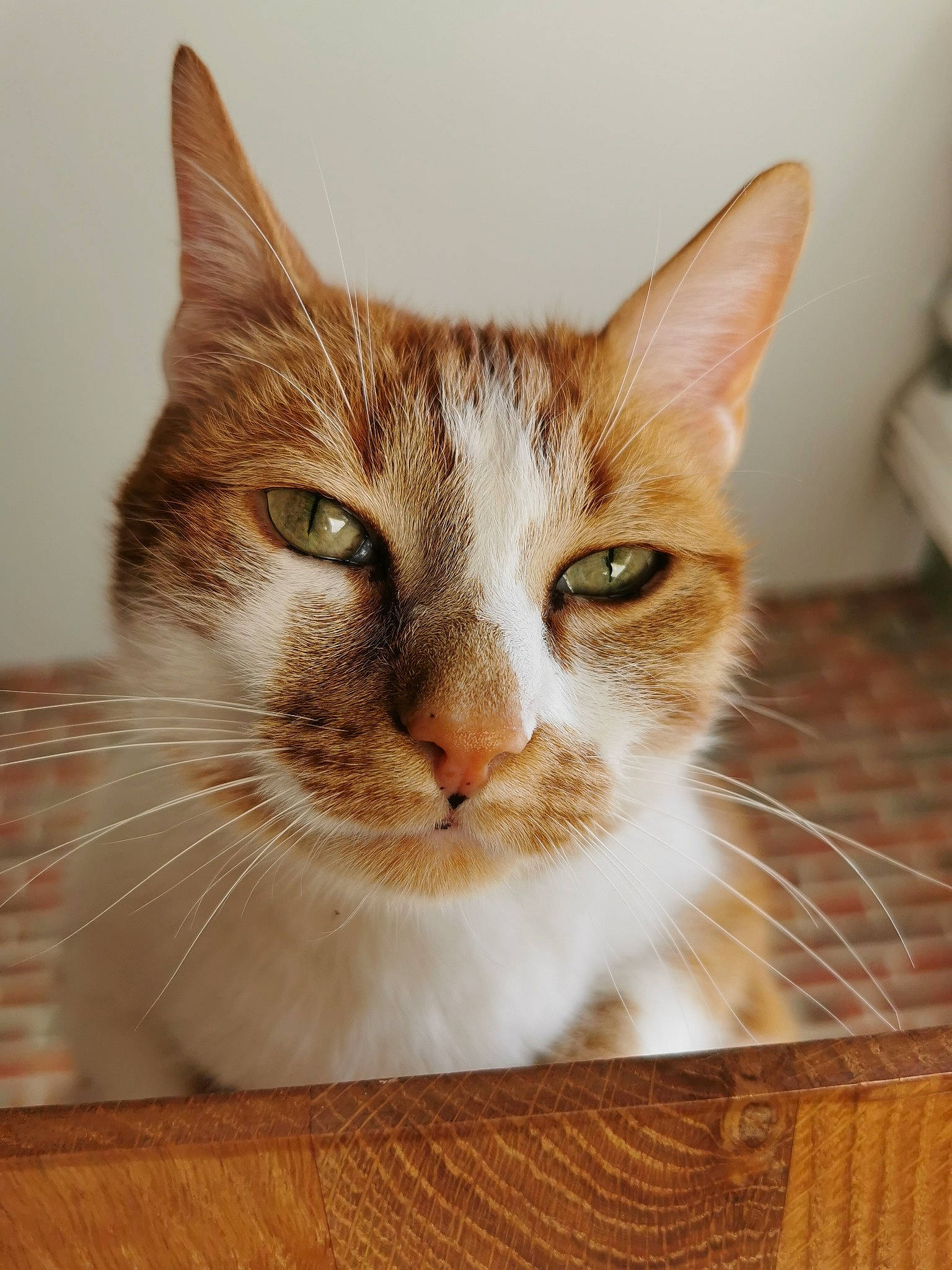 Smallville a rejoint le concours — aidez-le/la à gagner de superbes lots ! art, box, carnivore, cat, domestic_short_haired_cat, fawn, felidae, flooring, fur, hardwood, paw, rectangle, room, small_to_medium_sized_cats, snout, varnish, whiskers, window, wood, wood_stain