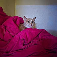 Trouble is registered to the contest to win money with this photo: cat, blanket, pink, fur, animal, pet, indoor, cozy, curious, wide_eyes, resting, soft, domestic_cat, feline, bedroom, comfort, cute, relaxed, face, nestled