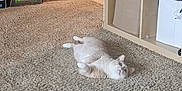 Trouble joined the competition — help win amazing prizes! cat, carpet, vacuum_cleaner, shelf, storage_bin, indoor, pet, feline, floor, home, curious, relaxed, beige, cozy, domestic, animal, cute, lying_down, living_room, household