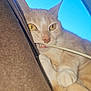 Trouble joined the competition — help win amazing prizes! cat, close_up, yellow_eyes, paw, cable, biting, curious, brown_cushion, soft_texture, indoor, pet, feline, whiskers, nose, ears, playful, resting, blue_sky, cozy, animal