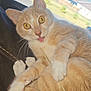Trouble joined the competition — help win amazing prizes! cat, orange_cat, white_paws, tongue_out, playful, indoor, window, sunlight, feline, pet, whiskers, yellow_eyes, fur, cute, animal, relaxed, holding_stick, close_up, funny_expression, domestic_cat