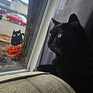 Lyli joined the competition — help win amazing prizes! black_cat, window, cushion, indoor, curtains, halloween, window_decor, pumpkin, black_cat_decal, green_eyes, pets, animal, looking_out, daylight, feline, home, decor, relaxing, closeup, quiet