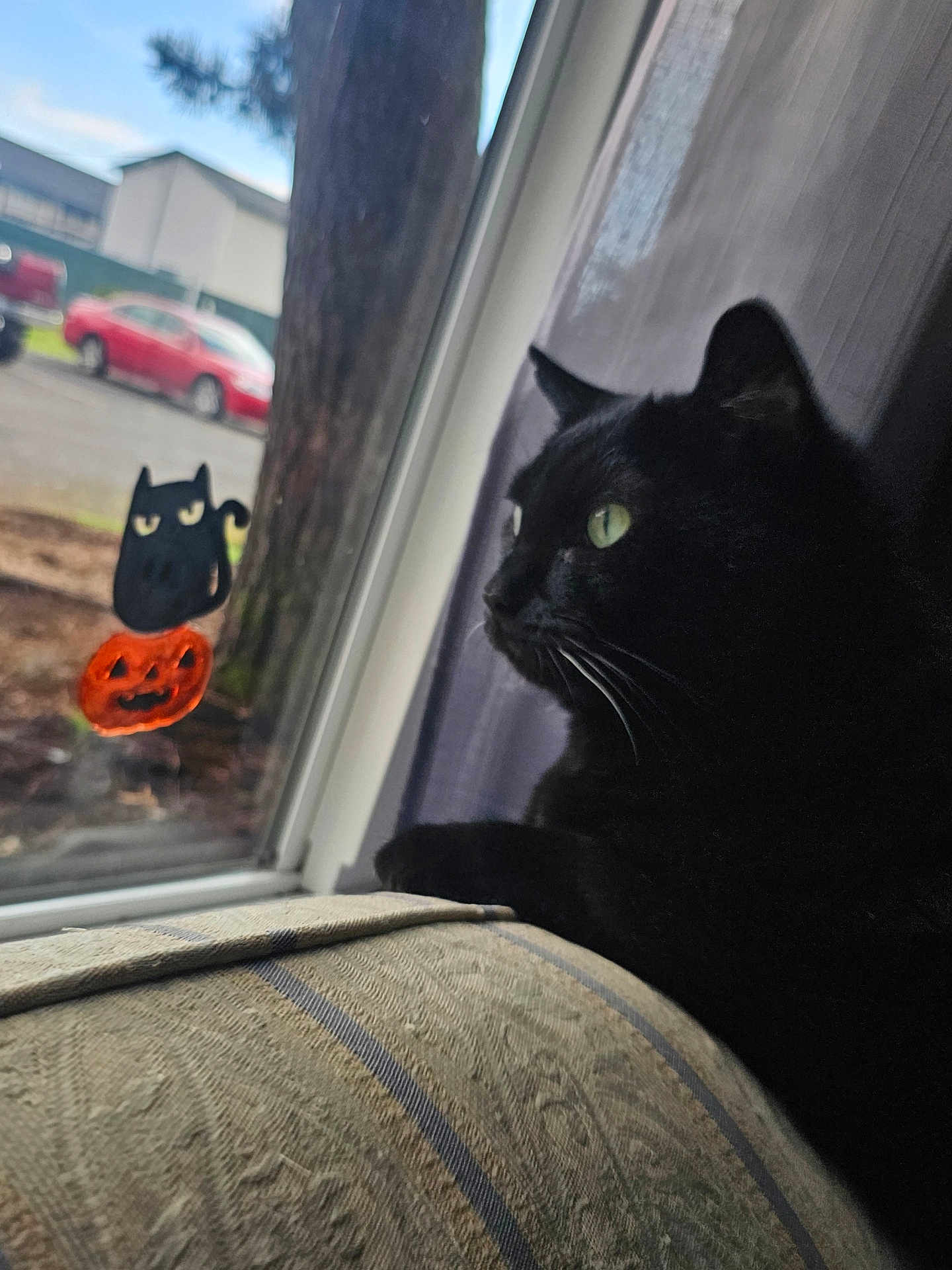 Lyli joined the competition — help win amazing prizes! black_cat, window, cushion, indoor, curtains, halloween, window_decor, pumpkin, black_cat_decal, green_eyes, pets, animal, looking_out, daylight, feline, home, decor, relaxing, closeup, quiet