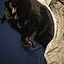 Lyli is registered to the contest to win money with this photo: cat, black_cat, sleeping, blanket, bed, cozy, feline, pet, indoor, fur, whiskers, claws, resting, domestic_animal, cute, animal, comfort, nap, soft, relaxation