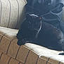 Lyli is registered to the contest to win money with this photo: black_cat, cat, couch, furniture, indoor, pet, animal, window_light, relaxing, fabric, patterned_couch, cozy, soft_light, domestic, resting, fur, whiskers, ear, household, shadow