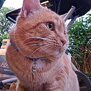 Tommyboy joined the competition — help win amazing prizes! cat, ginger_cat, collar, bell, whiskers, outdoor, garden, greenery, close_up, pet, animal, feline, curious, fur, nature, equipment, daylight, side_view, mammal, domestic_animal