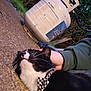 cat, black_and_white, bow_tie, petting, hand, person, outdoor, grass, propane_tank, ground, green_sleeve, animal, feline, whiskers, relaxed, close_up, nature, evening, casual, domestic