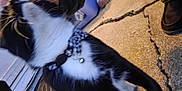 Tux joined the competition — help win amazing prizes! cat, black_and_white, collar, bell, concrete, crack, door, person, shoe, jeans, outdoor, pet, animal, fur, whiskers, side_view, walking, close_up, domestic, evening